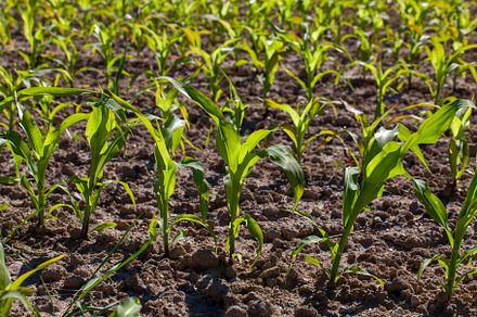 agricultural field with corn in soil and mud, a Nature Photo by MyPhotos