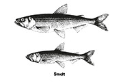 Fish collection, part 3, a Food Illustration by ZotovShop (Thumbnail 8 of 11)