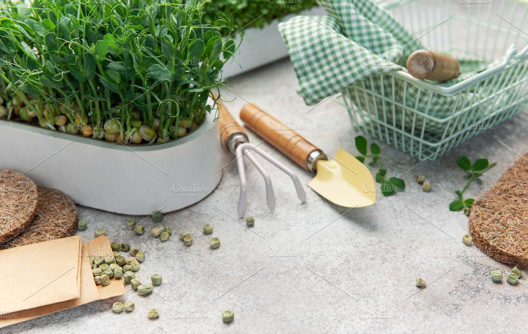 Growing microgreens with gardening tools and pea seeds, a Food & Drink Photo by Olena Rudo