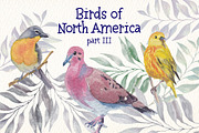 Birds of North America part 3, an Animal Illustration by Art & Things (Thumbnail 4 of 8)