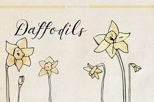 Watercolor Daffodils