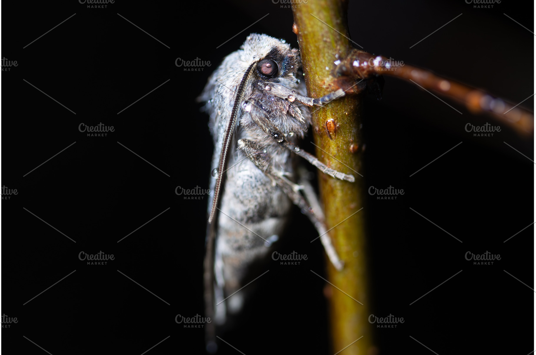 Macro shot of a grey moth resting on, an Animal Photo by Pakosta