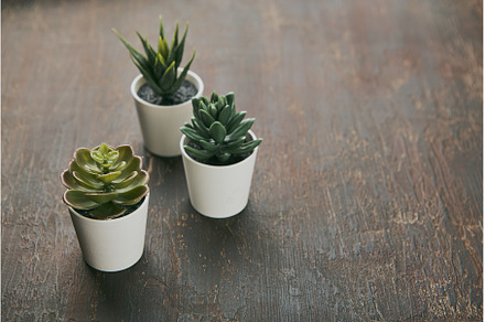 Various types of echeveria, havortia, a Nature Photo by Irina Burakova