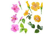 Set. Hibiscus pink and yellow., an Illustration by SokolovaSv (Thumbnail 2 of 3)