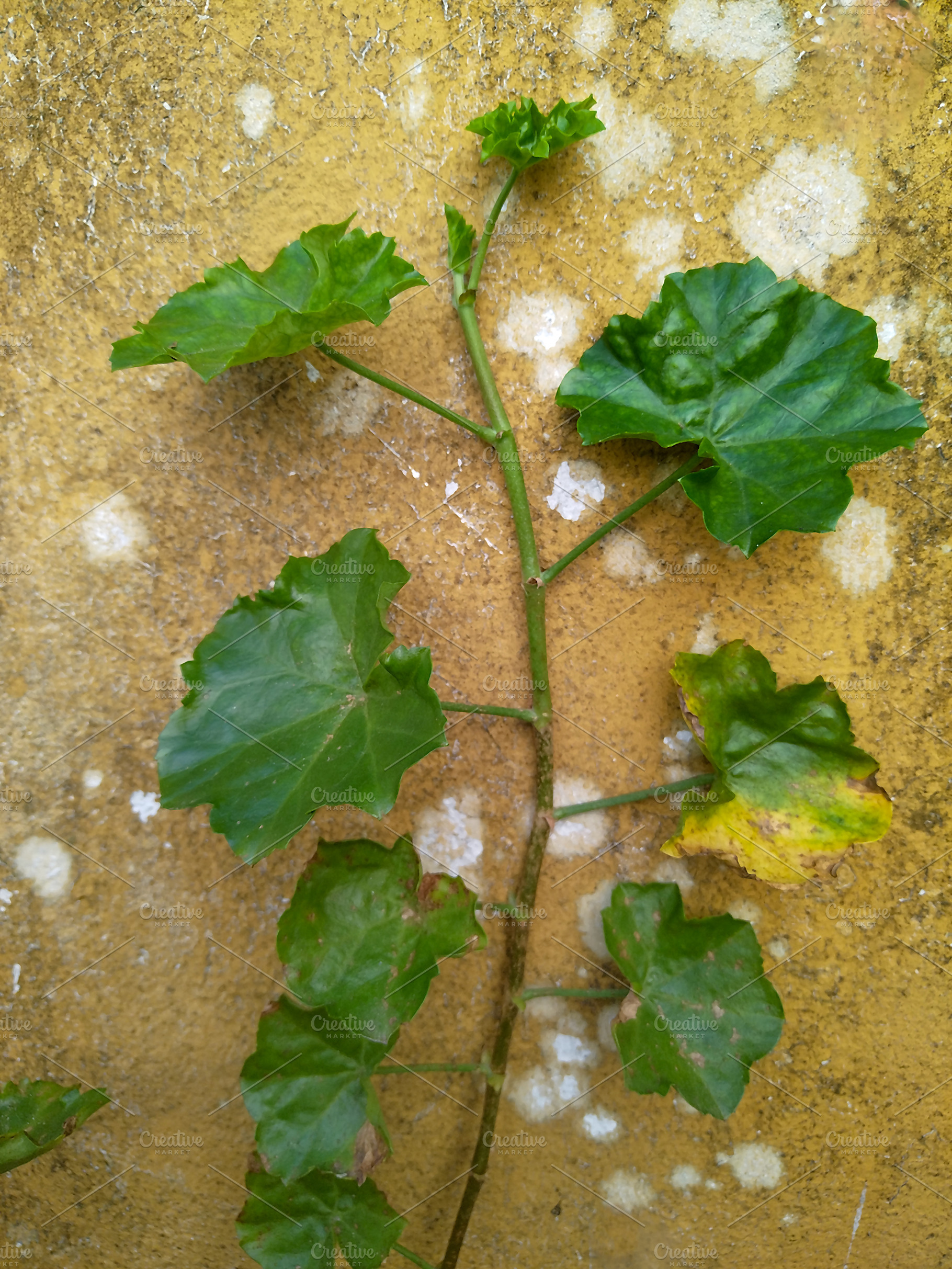 Green leaves growing on textured wall, an Architecture Photo by DanFLCreativo