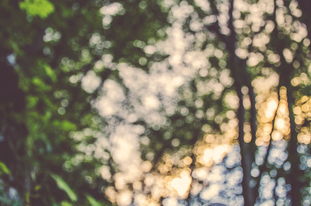 Bokeh Lights In The Forest Stock Photo Containing Sun And Sunset preview 6