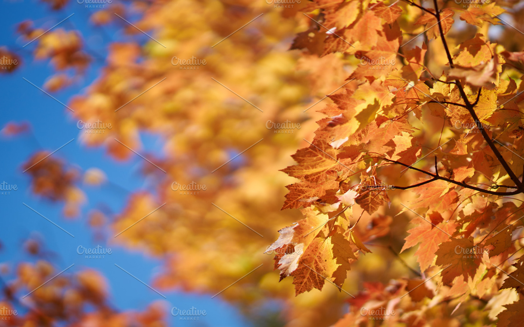 Yellow Maple Leaves, a Nature Photo by HBStocks