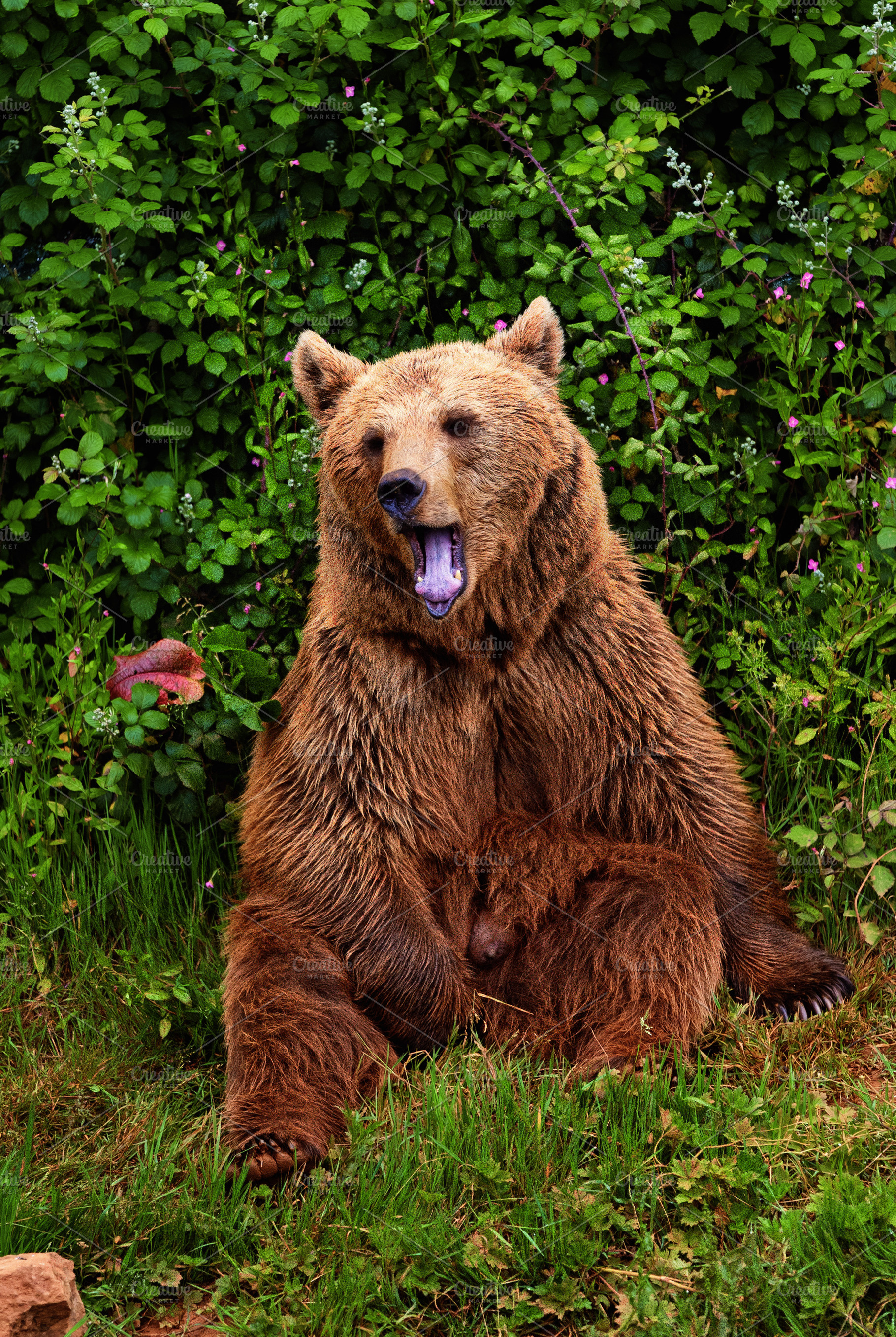 Brown bear sitting in the forest wit, an Animal Photo by Perpis