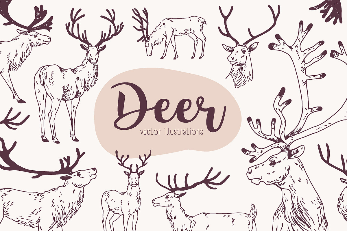 Deer sketch set, an Animal Illustration by Good Studio (Photo 1 of 5)
