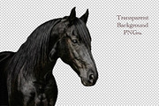 black horse portrait, an Animal Photo by VetalStock (Thumbnail 2 of 2)