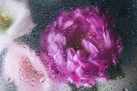 Beautiful chrysanthemum, fuchsia