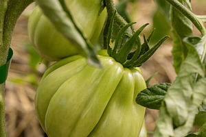 Unripe green tomatoes hanging on the vine, a Photo by Grafvision photography