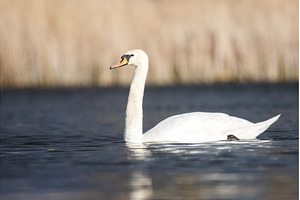 White Swan Swimming in Golden Hour, an Animal Photo by Pakosta
