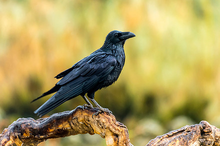 Sturnus unicolor containing alone, animal, and avian preview 6