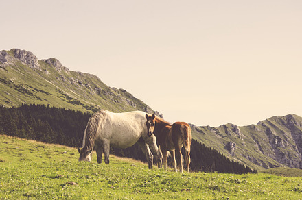 Hills Grass And A Cow preview 5