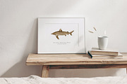 Watercolor Sharks. Ocean animals set, an Animal Illustration by Diana Askarova Art (Thumbnail 7 of 9)