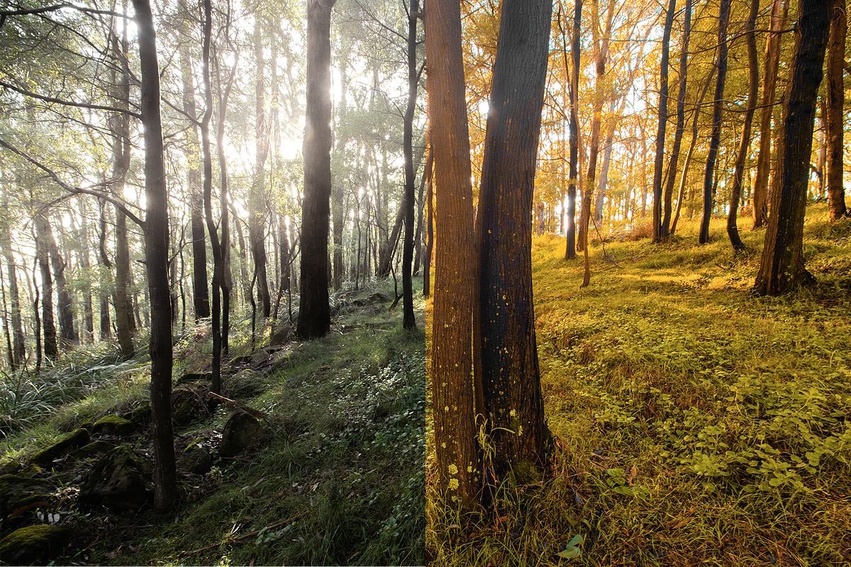 4 Autumn Lightroom Presets, a Preset Add-On by AnagramDesign (Photo 2 of 8)