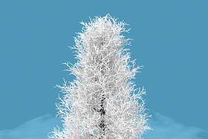 Snow Tree