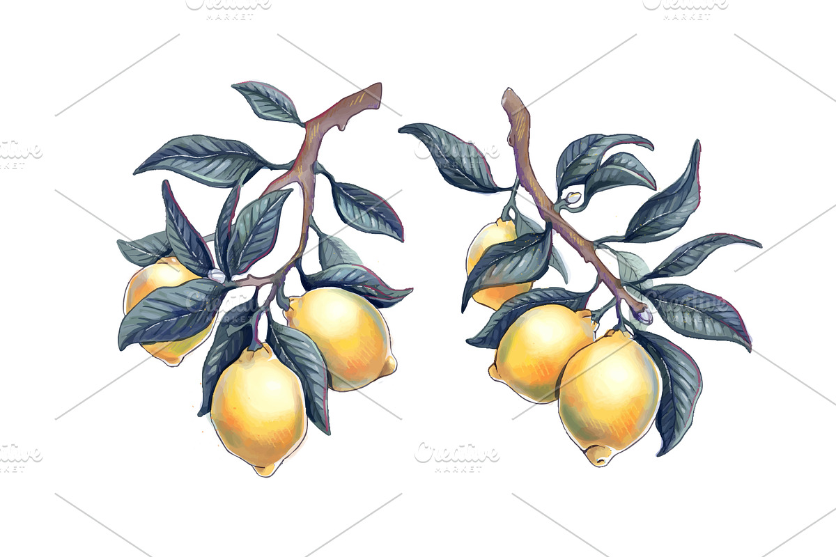 Lemon branch illustration with ripe, a Food Illustration by art PVP - market