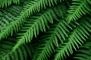 Close up of fresh green fern leaves, a Nature Photo by MistyDay