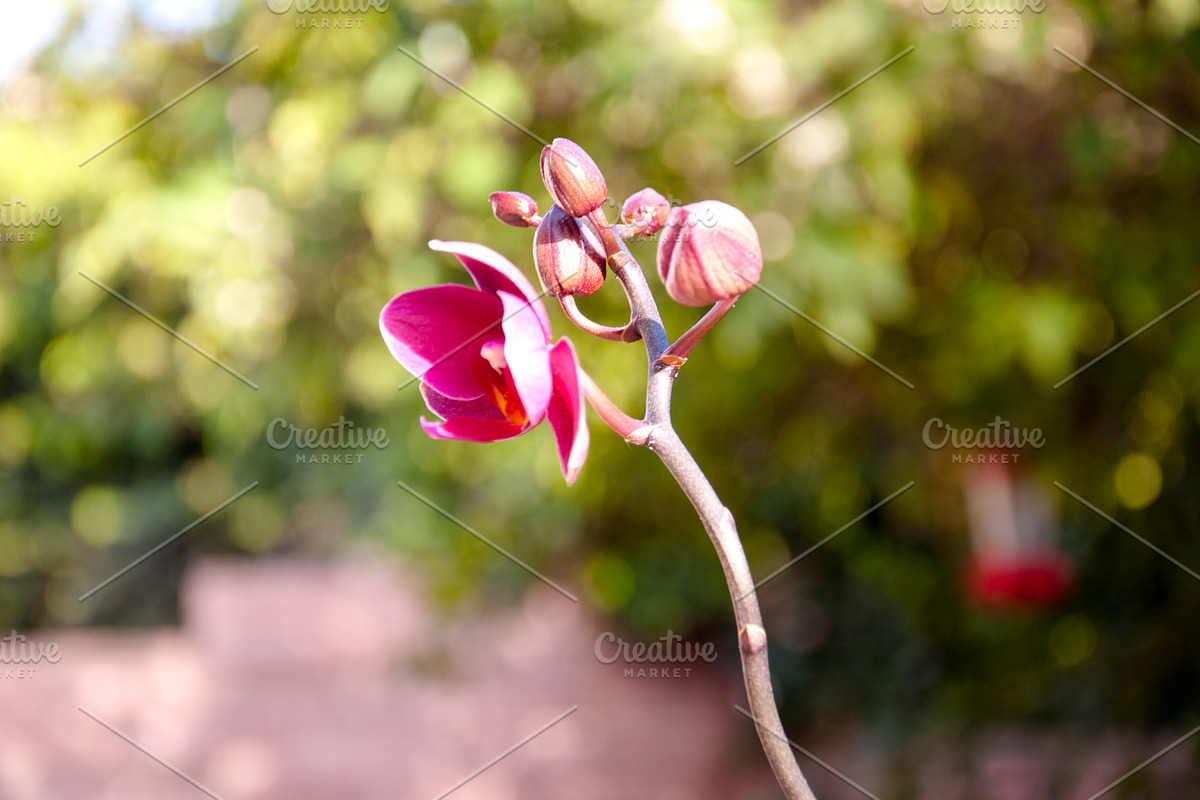 Orchid Flower Stock Bundle, a Nature Photo by r.r.palacios (Photo 10 of 11)