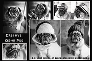 Creative Pug, an Animal Photo by WildStrawberry Magic (Thumbnail 1 of 6)
