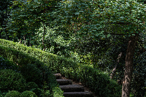 Stepway in the summer forest