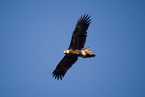 Wedge-tail Eagle, an Animal Photo by THP Creative