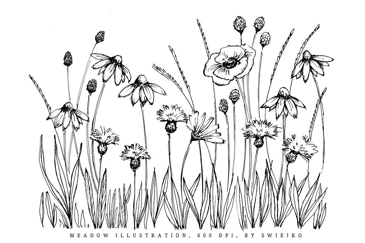 Ink meadow, hand drawn flowers, an Illustration by swiejko (Photo 4 of 4)