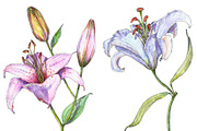 Bundle offer of watercolors, an Animal Illustration by Watercolor_Vector Graphic (Thumbnail 2 of 27)