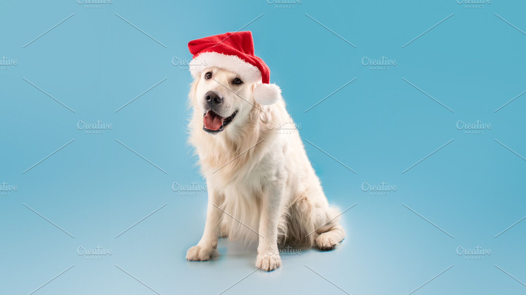 Merry Christmas and Happy New Year. Cute labrador dog sitting in Santa Claus ha, a Photo by Prostock-Studio