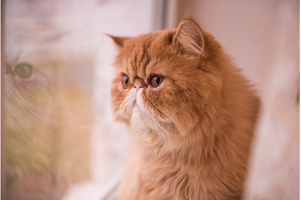 Persian breed cat is looking out the, an Animal Photo by COLORFUL
