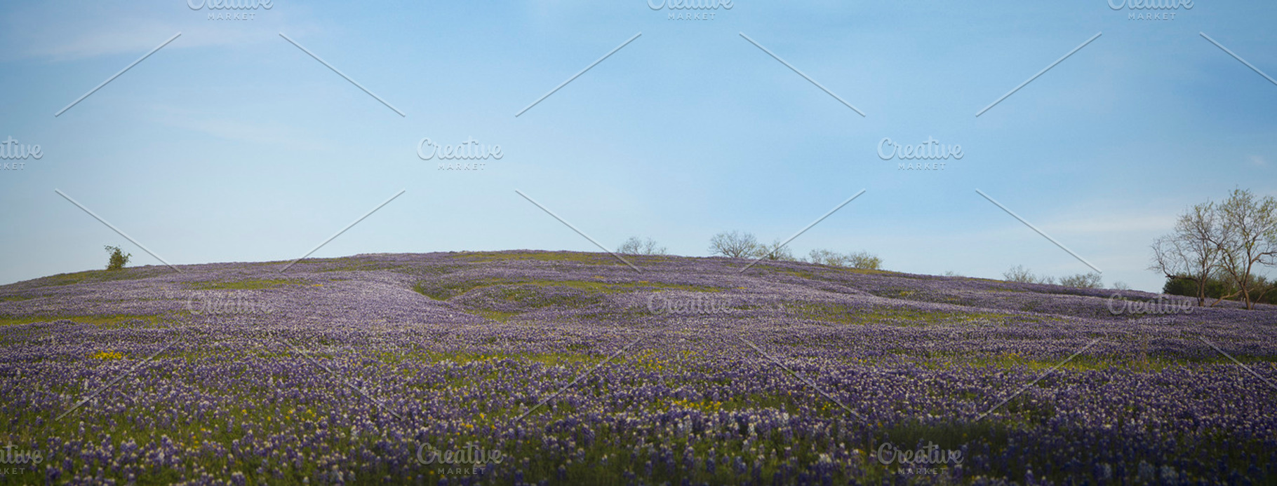 Bluebonnet Hill In Ennis Texas