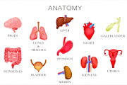 Human Internal Organs Clipart, a Healthcare Illustration by the_myro (Thumbnail 2 of 11)