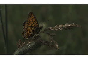 Butterfly Sitting On A Purple