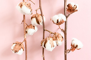 Cotton branches texture stock photo containing cotton and bouquet