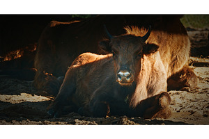 A European Bison Or Bison Bonasus, an Animal Photo by Our Amazing World