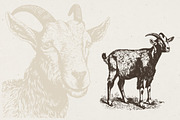 Farm Animals Illustrations, an Animal Illustration by Nocturnal Wolf (Thumbnail 9 of 14)