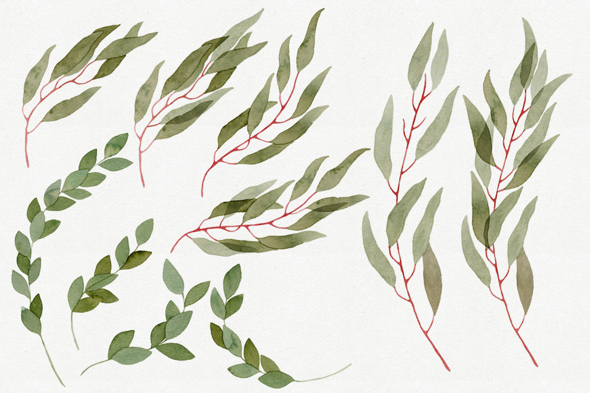 25 Eucalyptus Branches, an Illustration by Helga Wigandt (Photo 3 of 5)