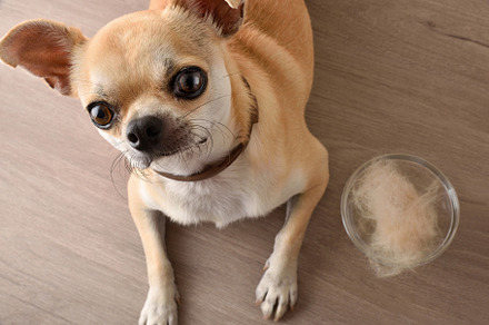 Hairless with chihuahua looking and bowl full of hair top, an Animal Photo by Davizro's Market