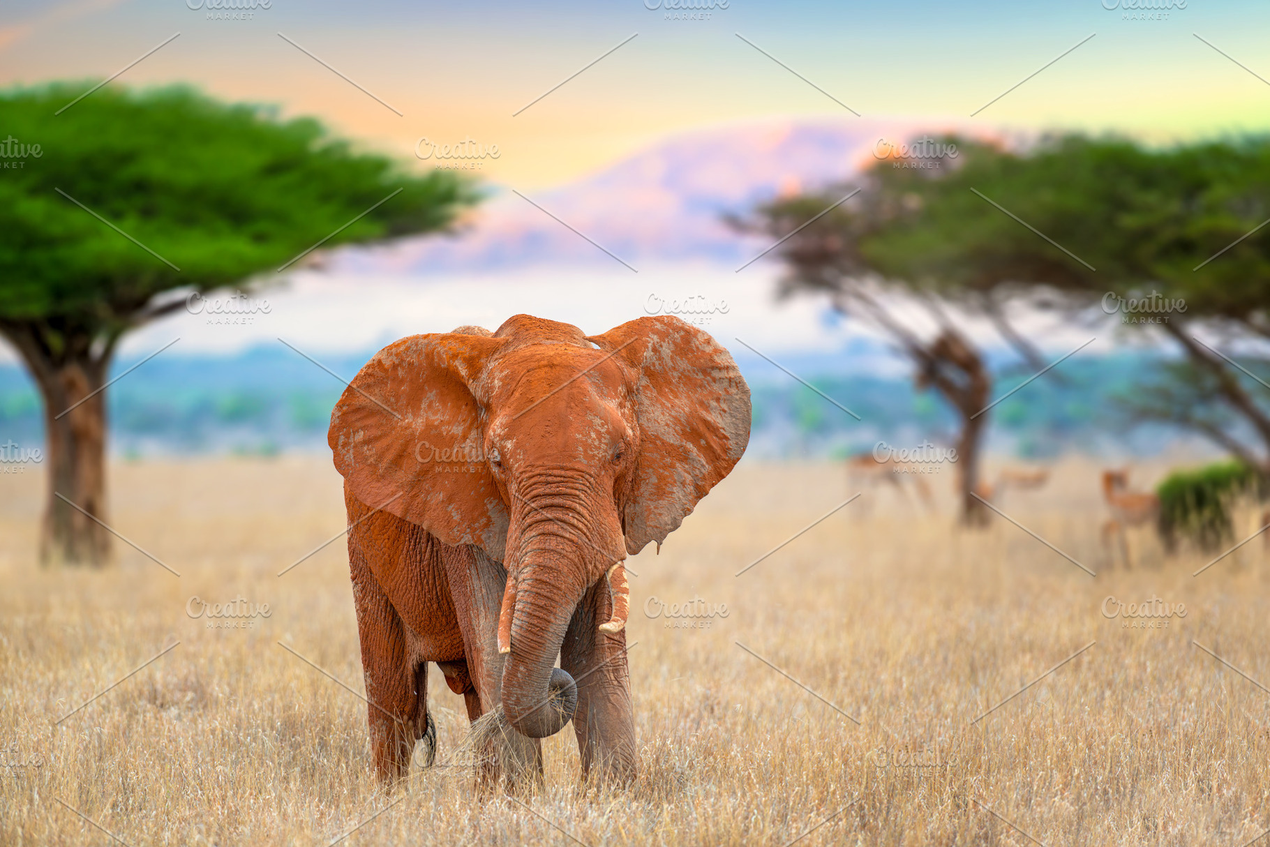 Elephant standing in savannah with acacia trees in sunset backgr, an Animal Photo by Byrdyak