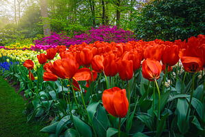 Flower bed with various flowers, a Nature Photo by Alpine Dreams