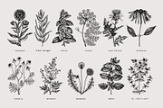 25 Medicinal Herbs Vector Collection, a Healthcare Illustration by Yevheniia (Thumbnail 5 of 11)