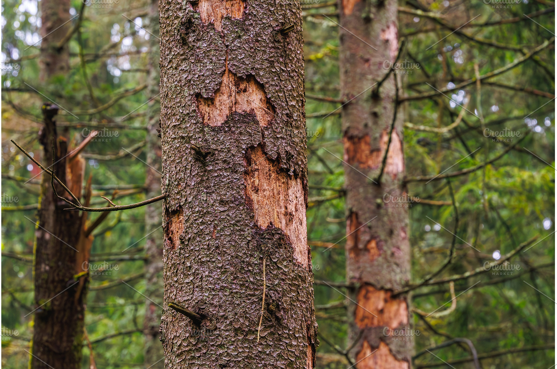 Damage of n spruce tree by European, an Animal Photo by Lukas Jonaitis SHOP