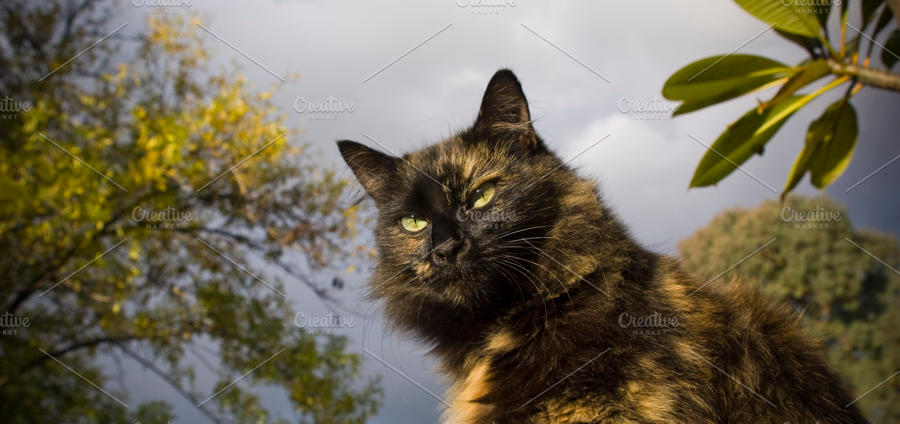 Hunting Cat, an Animal Photo by THP Creative