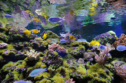 Fish stock photo containing fish and underwater, an Animal Photo by Byrdyak