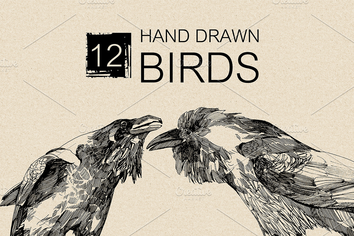 12 Hand drawn birds, an Animal Illustration by Daria Maier (Photo 3 of 5)