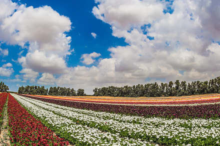 The concept of industrial floriculture, a Nature Photo by kavram