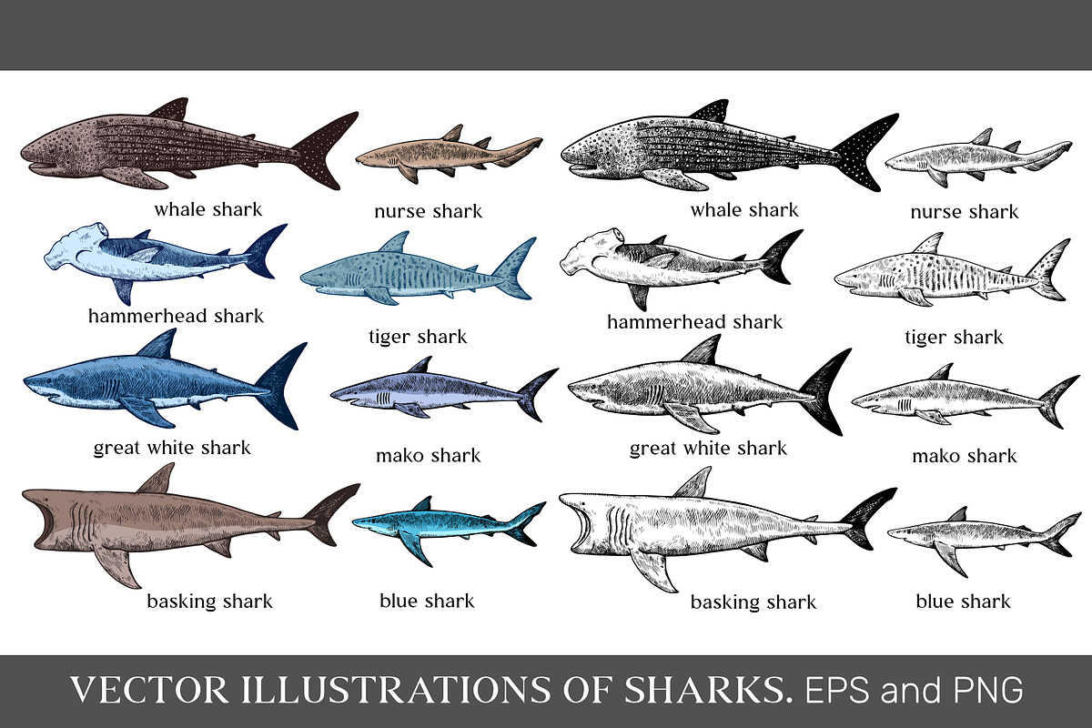 Vector illustrations of sharks, an Animal Illustration by Robusta (Photo 1 of 2)