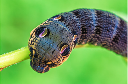 Elephant hawk moth caterpillar, an Animal Photo by Lukas Jonaitis SHOP
